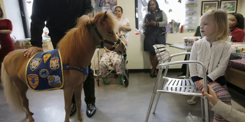 20160316-Rumah Sakit Anak di New York Undang Kuda Poni Untuk Proses Penyembuhan