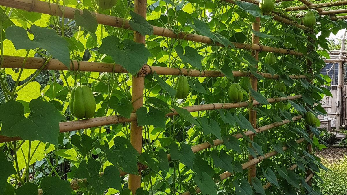 7 Cara Membuat Kebun Labu Siam Rambat di Pagar Bambu agar Tumbuh Rapi dan Subur