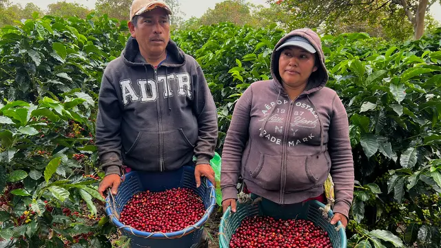 Pemetik Buah Kopi Musiman di Hacienda Alsacia