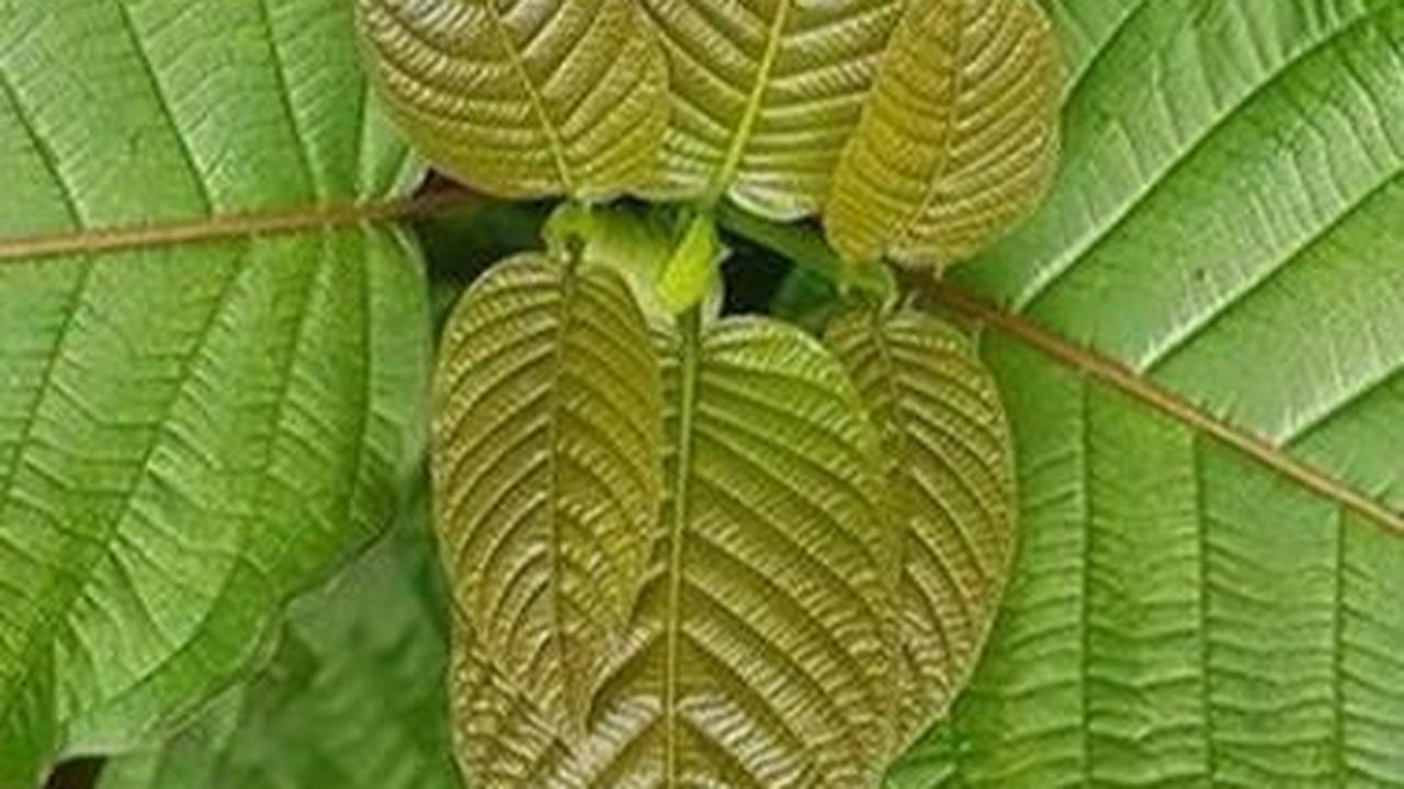 Efek Samping Daun Kratom untuk Kesehatan, Perlu Diwaspadai