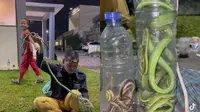 Ngeri, Anakan Ular Kobra Hingga Weling Serbu Kompleks Perumahan
