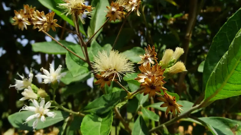 vernonia amygdalina