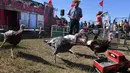 Beberapa ekor ayam kalkun mengejar truk remote kontrol saat balap Turkey Stampede pada acara tahunan Kern County Fair di Bakersfield, California, Sabtu (30/9). Mainan truk remote kontrol itu berisi makanan sebagai umpan bagi ayam Kalkun (Mark RALSTON/AFP)