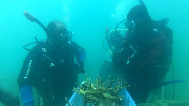 Transplantasi terumbu karang