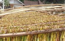 6 Juta Buruh Hingga Petani Tembakau Terancam Kehilangan Mata Pencaharian, Kenapa?