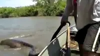 Dengan tangan telanjang, nelayan Brazil menyeret anaconda yang sedang istirahat di perairan sungai Santa Maria, Brazil.