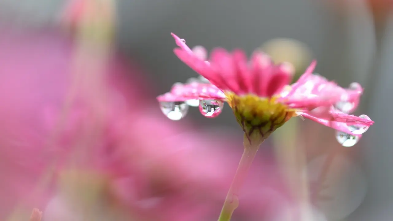 150 Flower Quotes dan Artinya, Motivasi untuk Tumbuh dan Berkembang