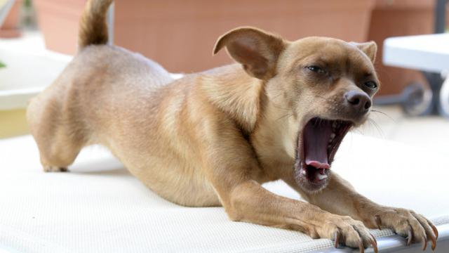 Ilustrasi anjing menguap