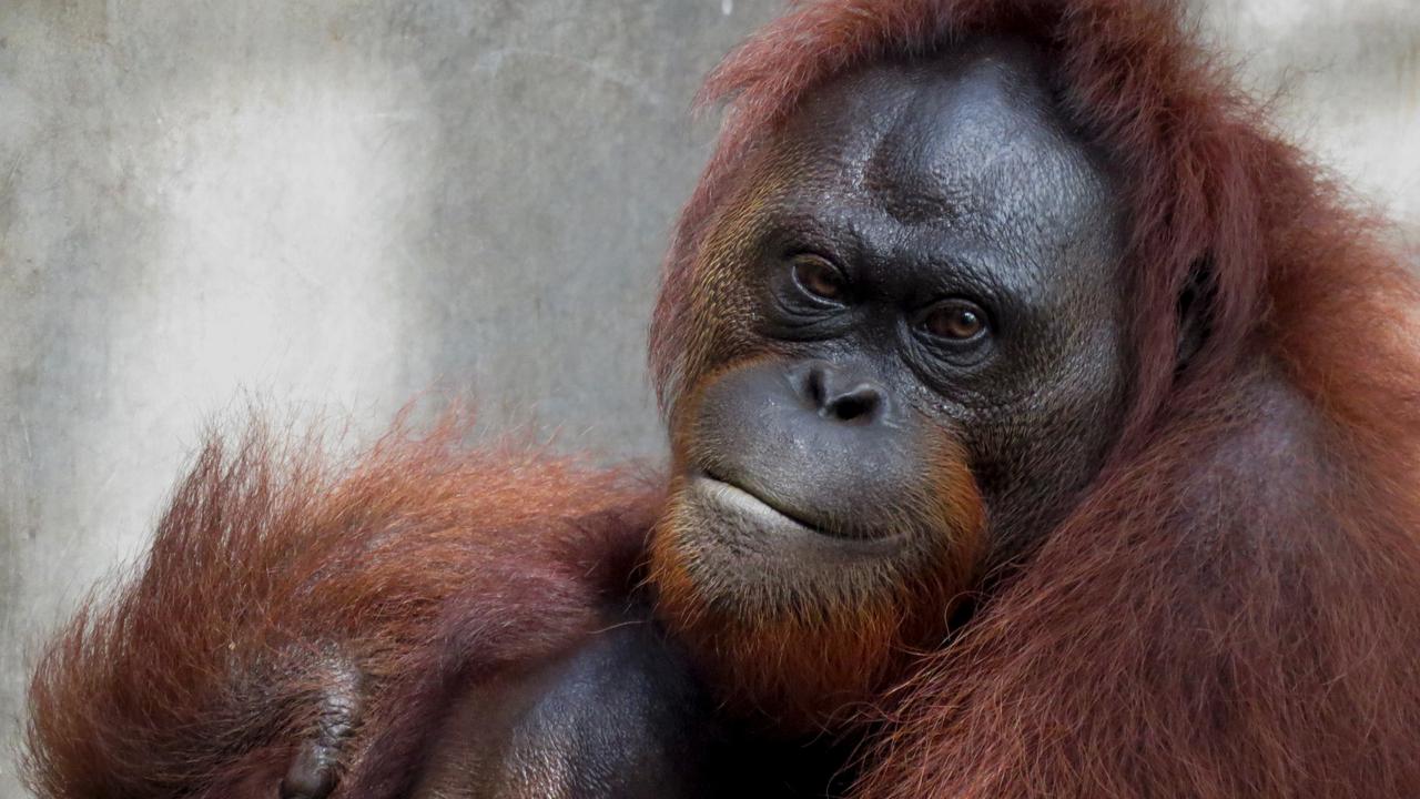 Orangutan Pulang ke Rumah