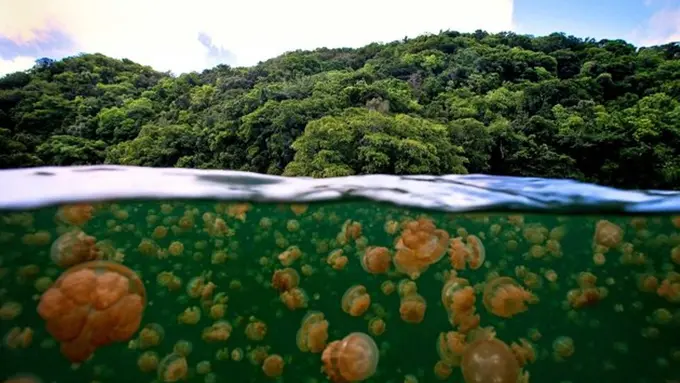 Menengok Keunikan 7 'Danau Ubur-ubur' di Indonesia