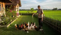 15 Ide Ternak Hewan Mini untuk Pensiunan yang Tinggal di Rumah Dekat Sawah