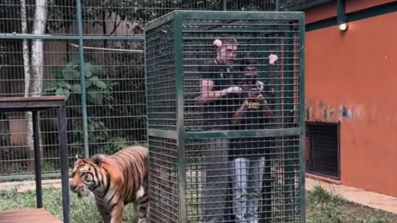 Awalnya Pede Nekat Masuk Kandang Harimau Milik Alshad Ahmad, Intip Aksi Aisar Khaled Berujung Tak Terduga