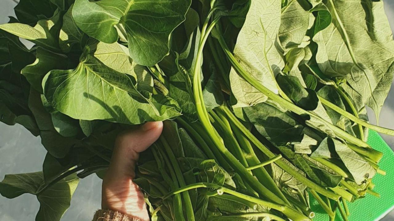 6 Olahan Kangkung Selain Tumis Praktis ala Rumahan, Ini Resepnya