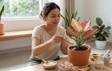 10 Cara Membuat Aglaonema Lebih Berwarna Tanpa Zat Kimia, Modal Bahan Dapur