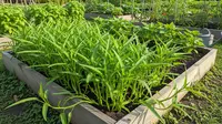 7 Sisa Sayur yang Bisa Ditanam Ulang di Rumah Kecil, Cepat Tumbuh dan Hemat Uang