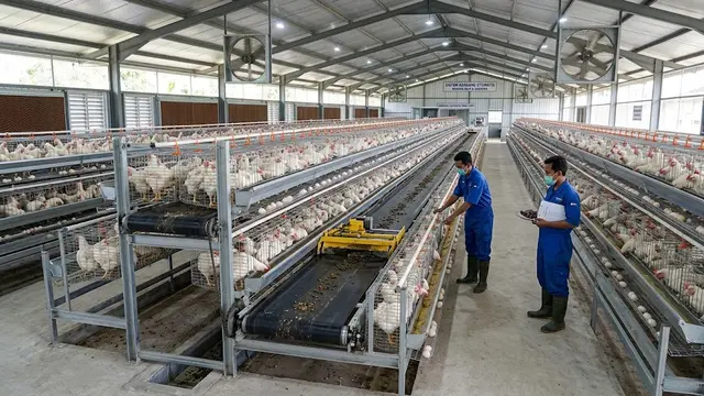 Model Kandang Ternak dengan Jalur Pembersihan yang Praktis