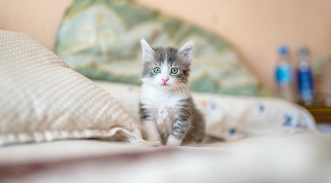 <p>Ilustrasi Kucing/<a href="https://unsplash.com/Kote">https://unsplash.com/Kote</a>&nbsp;Puerto</p>