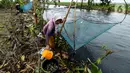 Warga memindahkan ikan betik yang terperangkap dalam perangkap ikan tradisional atau anco ke dalam ember di Kali Doser, Desa Wates, Bekasi, Jawa Barat, Selasa (21/1/2020). Selain untuk makan, ikan betik yang didapat warga juga digunakan untuk membuat terasi. (merdeka.com/Imam Buhori)