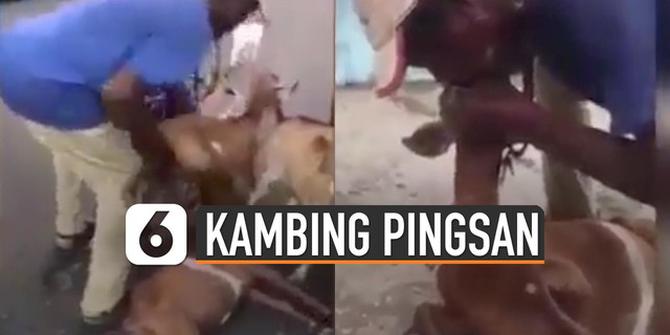 VIDEO: Lihat Cara Pria Ini Bangunkan Kambing Pingsan