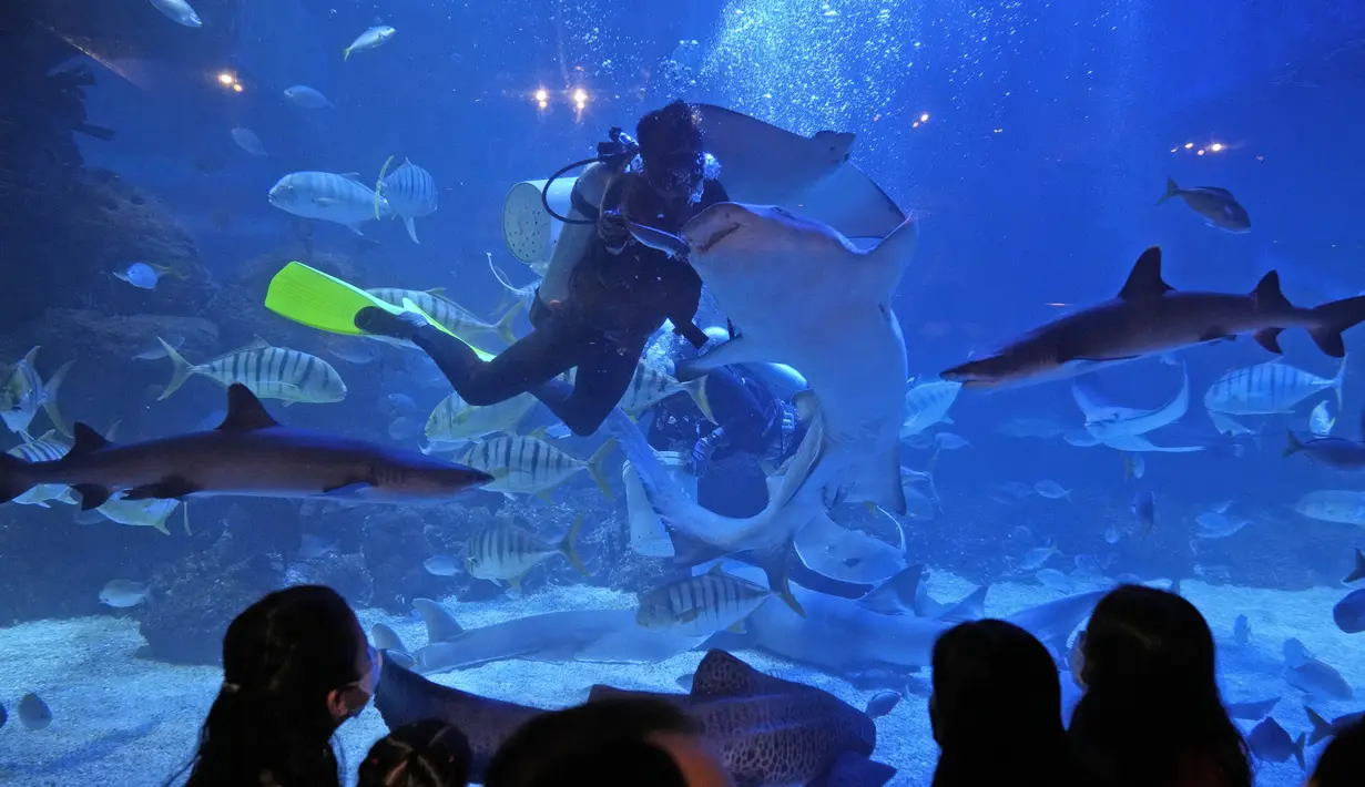 Pengunjung melihat penyelam memberi makan ikan di Jakarta Aquarium and Safari selama Ramadhan di Jakarta (6/4/2022). Muslim di seluruh dunia merayakan minggu pertama Ramadhan, bulan paling suci dalam kalender Islam, di mana mereka menahan diri dari makan, minum dari fajar hingga senja. AP Photo/Dita