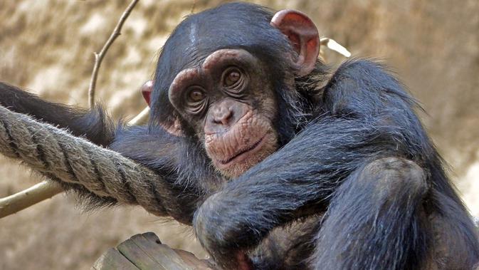 9 Hewan yang Berperilaku Layaknya Manusia