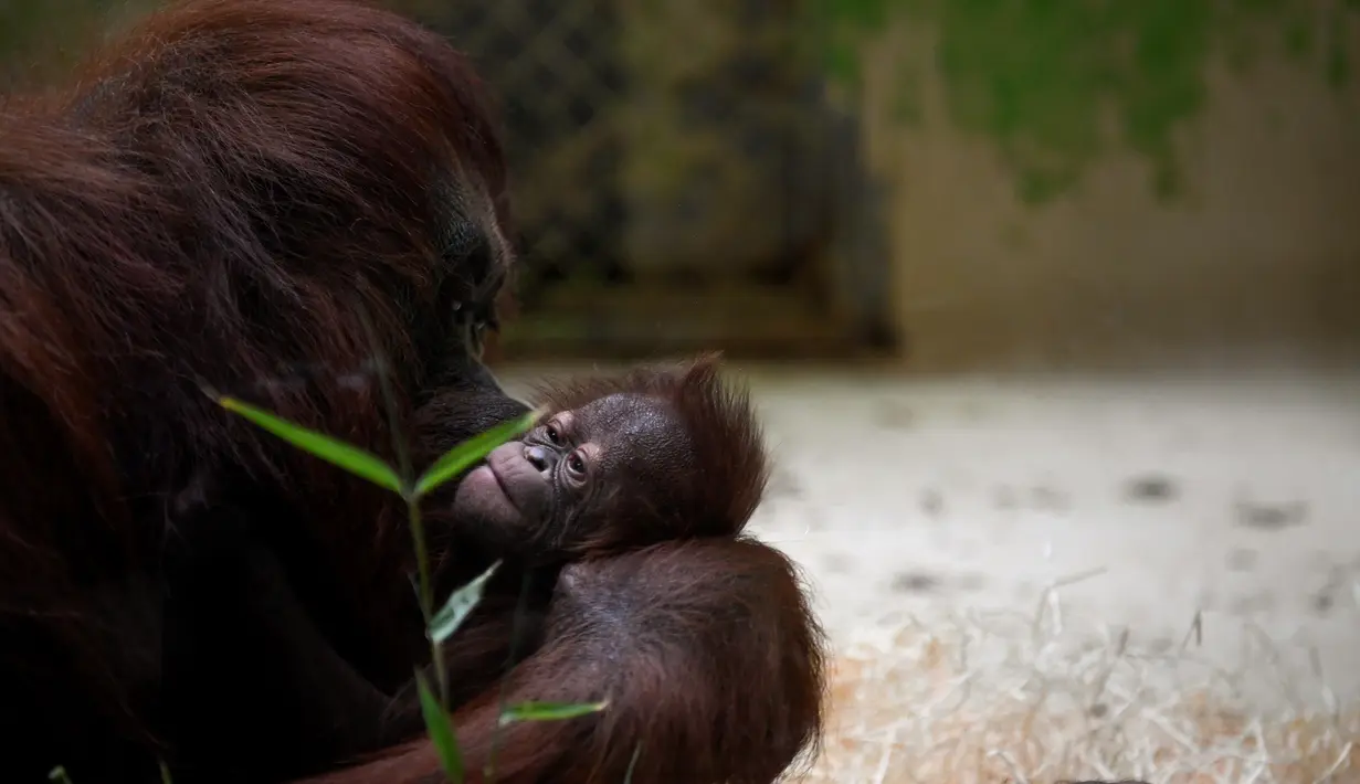 Salah satu induk orangutan Kalimantan, Theodora, menggendong bayinya yang baru lahir di kebun binatang Jardin des Plantes, Paris, Rabu (24/10). Theodora 8 hari lalu baru melahirkan seekor bayi betina yang diberi nama Java. (Eric FEFERBERG/AFP)