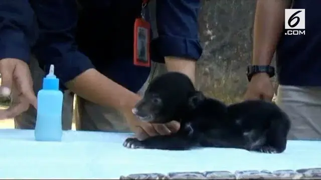 Taman Margasatwa Serulingmas Banjarnegara Jawa Tengah kedatangan penghuni baru. Seekor bayi beruang madu betina bernama Juliet.