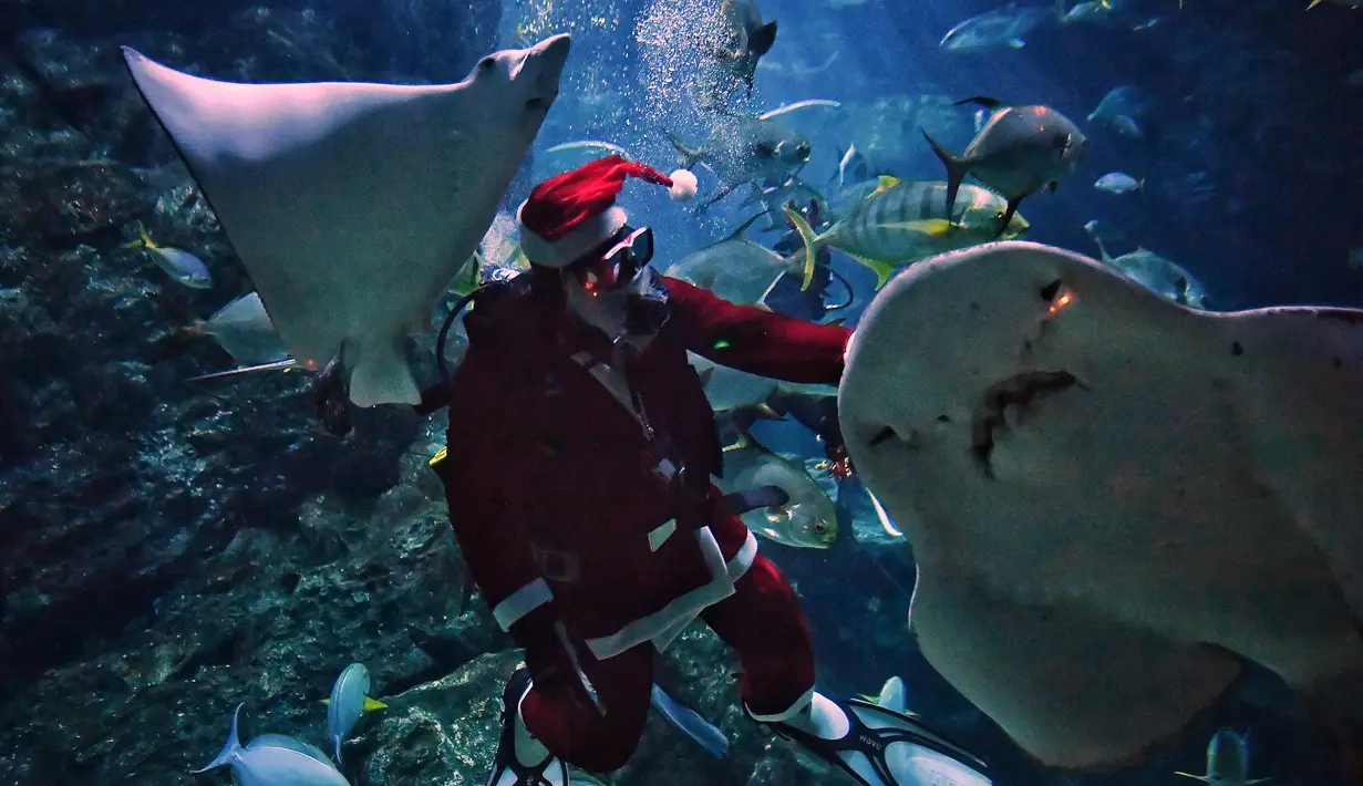 Seorang penyelam berpakaian seperti Sinterklas berinteraksi dengan hiu dan pari di akuarium Sea Life Bangkok Ocean World di Bangkok, Rabu (8/12/2021). Ikan-ikan menyantap makanan dari tangan Sinterklas yang berinteraksi dengan pengunjung dan berpose dari balik kaca akuarium (Lillian SUWANRUMPHA/AFP)