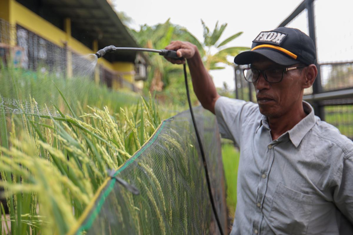 Tanam Padi dalam Galon untuk Ketahanan Pangan dan Bantu Anak Stunting