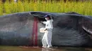 Seseorang berpakaian ilmuwan memeriksa patung paus sperma berbahan fiberglass di sungai Manzanares, Madrid, 14 September 2018. Paus berukuran 15 meter tersebut merupakan instalasi seni karya Kapten Boomer asal Belgia. (AP Photo/Paul White)