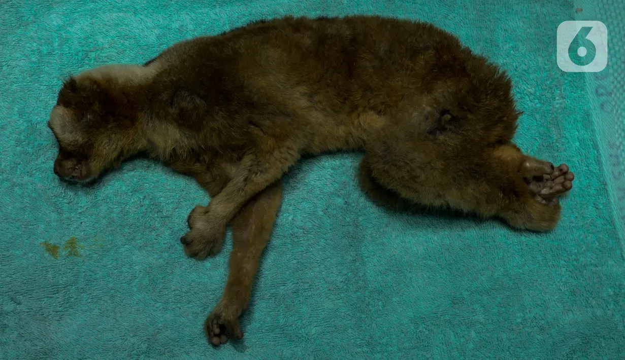 Kukang yang sudah menjalani pengecekan kesehatan akan ditaruh di Pusat Rehabilitasi International Animal Rescue Bogor, rehabilitasi untuk menjaga asupan nutrisi dan berat badan pada 23 Januari 2020. (merdeka.com/Imam Buhori)