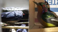 Terungkap Modus Licik Penyelundupan Ribuan Burung Langka di Pelabuhan Bakauheni