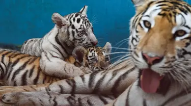 Anak harimau putih, Yanek bermain dengan induk dan saudara-saudaranya di Kebun Binatang Nasional Kuba di Havana pada 4 Juni 2021. Untuk pertama kalinya dalam 20 tahun, empat anak harimau lahir di kebun binatang dan di antaranya, seekor harimau putih betina yang langka bernama Yanek. (YAMIL LAGE/AFP)
