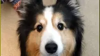 Menggemaskan, Anjing ini Ngambek dan Tak Mau Diajak Jalan