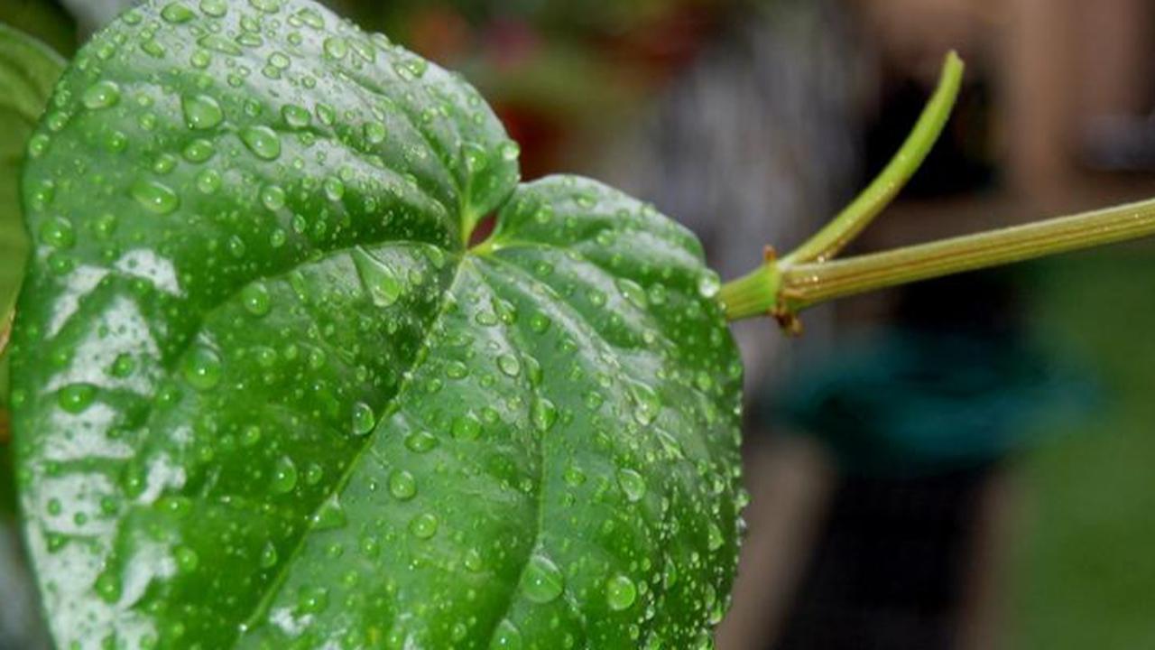 Mengapa Daun Sirih Jadi Andalan Kesehatan Mulut dan Tenggorokan? Simak Manfaatnya!