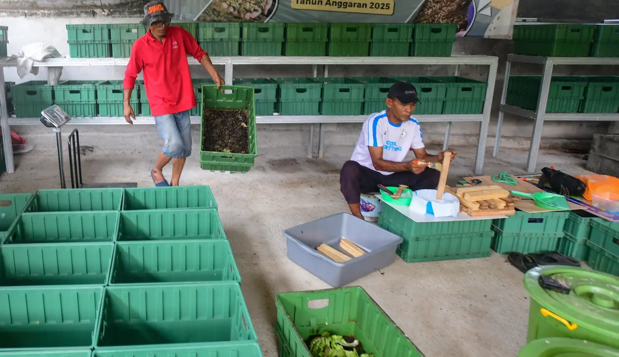 Dalam sebulan dihasilkan lebih kurang 200 kg maggot yang dijual kepada warga sekitar dengan harga Rp8 ribu hingga Rp10 ribu per kilogramnya. (Merdeka.com/Arie Basuki)