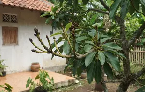 7 Ciri Pohon Alpukat Siap Berbuah, Jangan Salah Rawat agar Bunga Tak Rontok