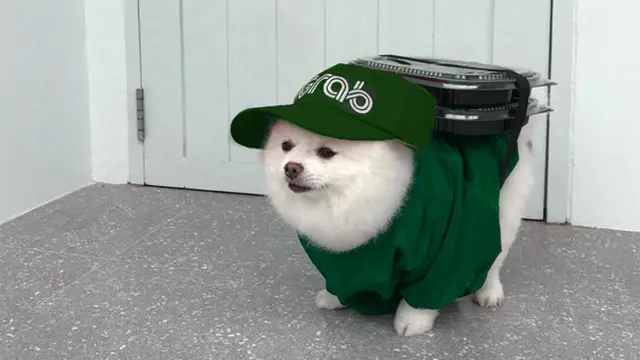 Deretan Potret Lucu Jika Anjing Jadi Kurir Antar Barang