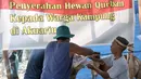 Panitia menguliti hewan kurban yang sudah disembelih di kawasan Kampung Akuarium, Jakarta, Senin (12/9). Ratusan warga korban gusuran Kampung Akuarium Pasar Ikan merayakan Idul Adha 1437 H di antara reruntuhan rumah mereka. (Liputan6.com/Yoppy Renato)