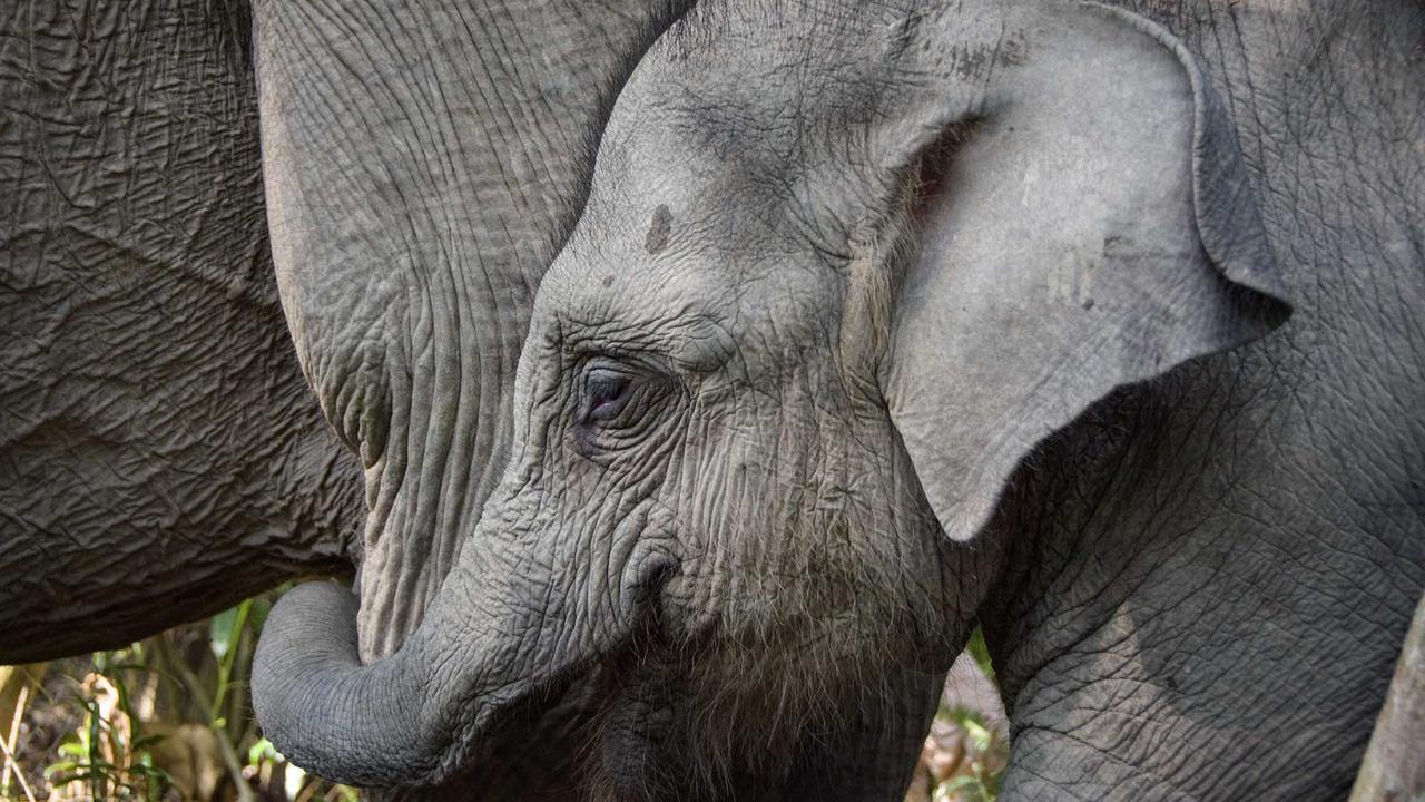 FOTO: Kalung GPS untuk Gajah Liar, Langkah Kecil untuk Menyelamatkan Gajah Sumatera