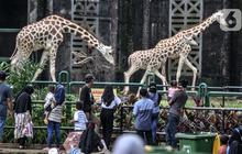Tiket Ragunan Diusulkan Naik Setelah 20 Tahun, Segini Angkanya