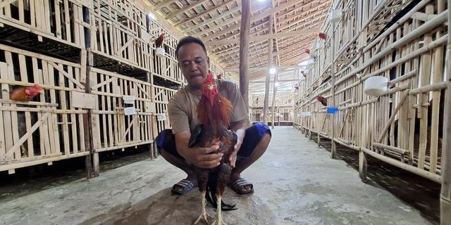 Cerita Kepala Desa di Lampung, Berawal dari Hobi Kini Sukses Beternak Ayam Pakoy