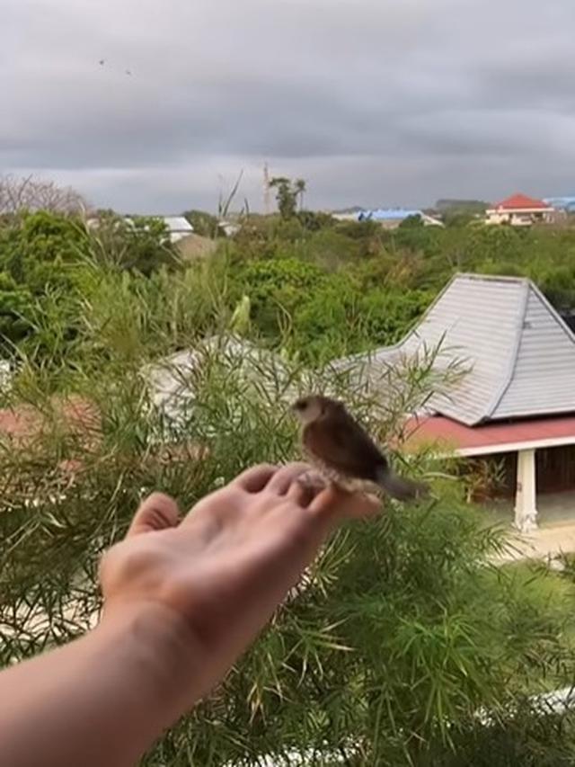 Maudy Koesnaedi selamatkan burung kecil (Instagram/maudykoesnaedi)