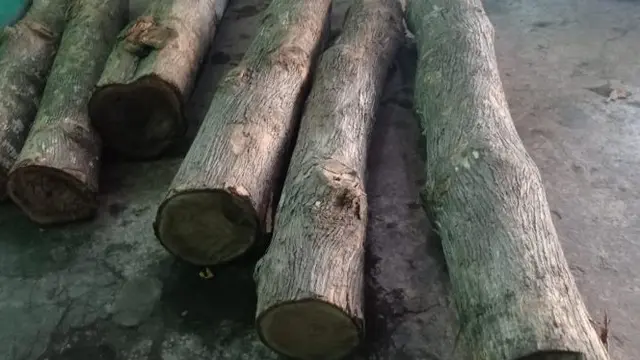 Barang Bukti  Kayu Jati Hasil Ilegal Loging di  Perhutani BKPH Wuluhan (Istimewa)