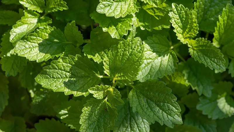 Ilustrasi Lemon Balm