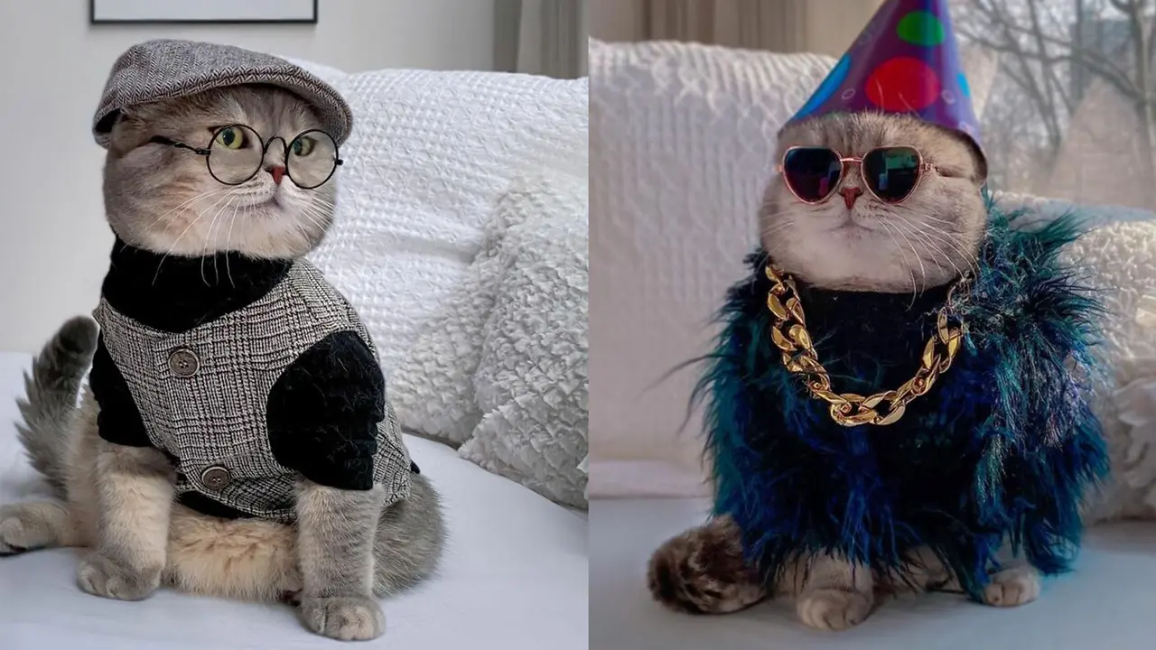 Kenalkan Benson, Kucing Jalanan yang Berubah Jadi Stylish Setelah Diadopsi