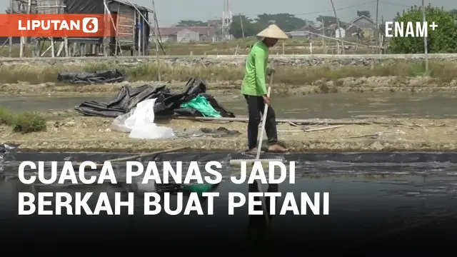 Berkah Cuaca Panas Buat Petani di Jepara