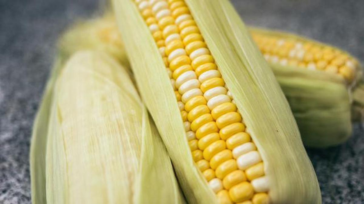 Jagung