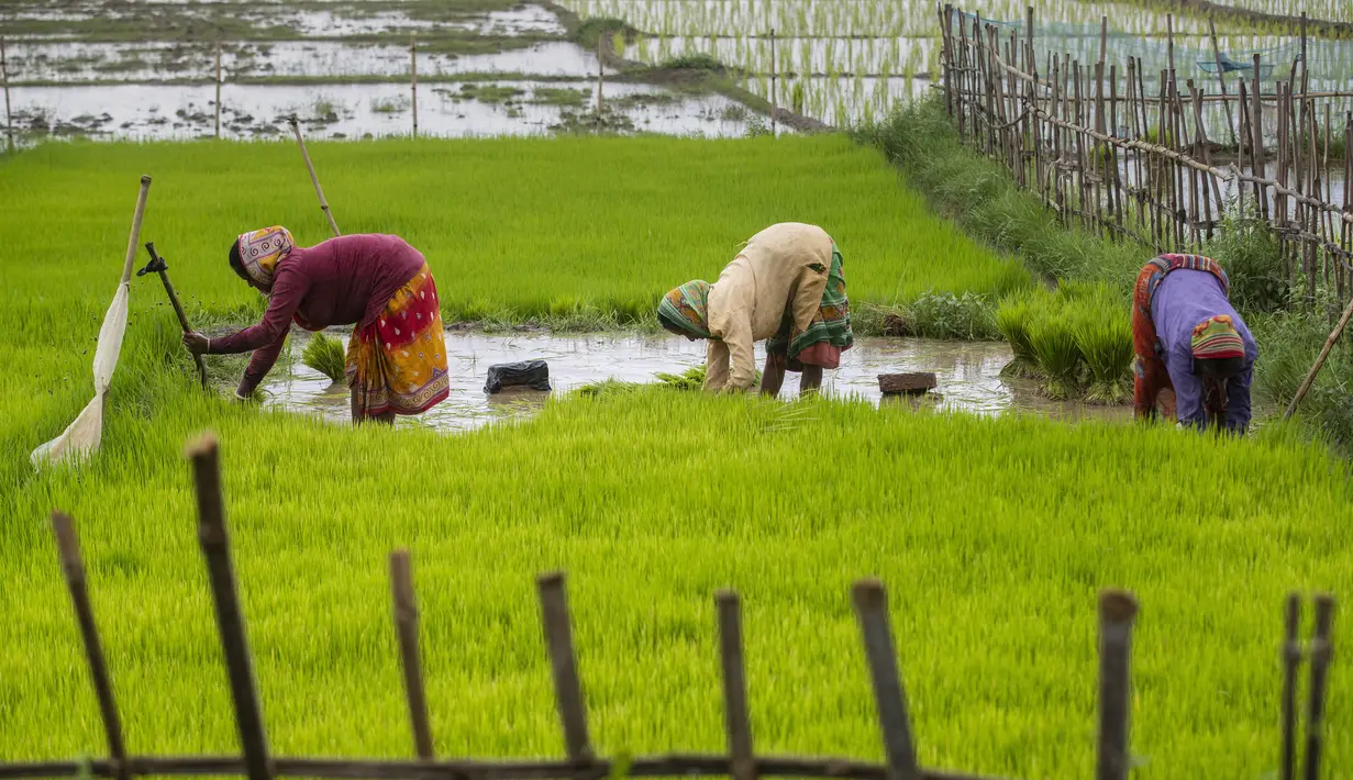 Sejumlah perempuan bekerja di sawah di pinggiran Gauhati, India, Jumat (30/7/2021). Hampir 60% penduduk India menggantungkan mata pencahariannya dari pertanian. (AP Photo/Anupam Nath)