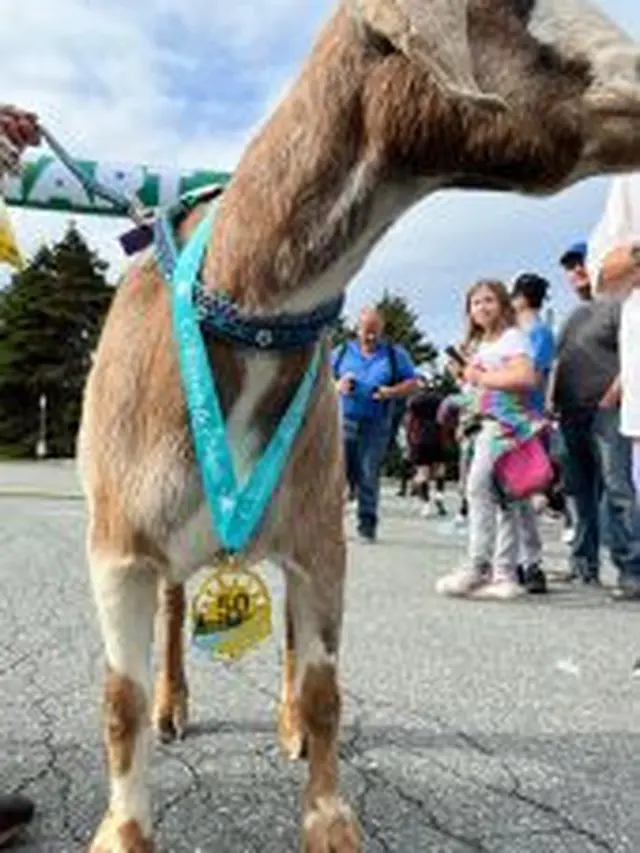 Kambing Lari Maraton